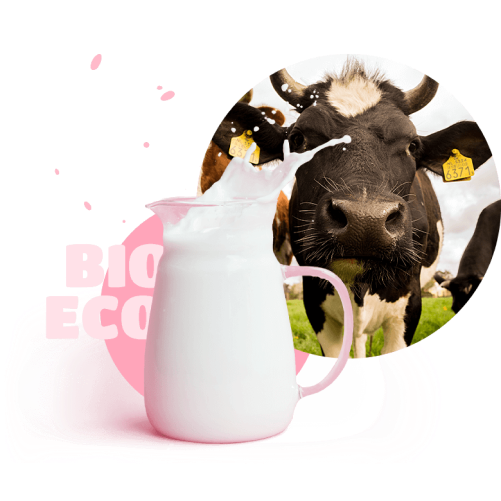 glass of milk and a cow